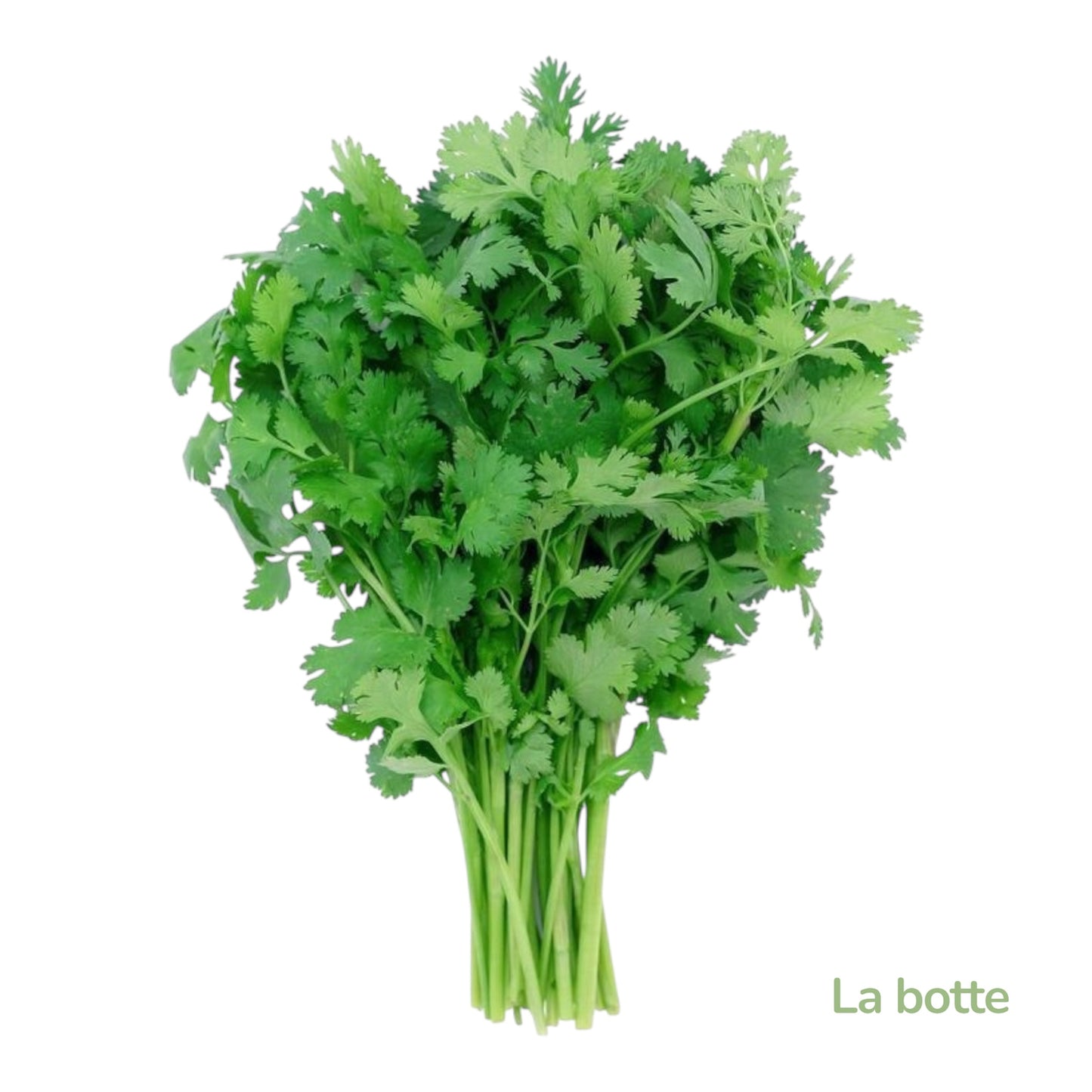 Coriandre la botte-France