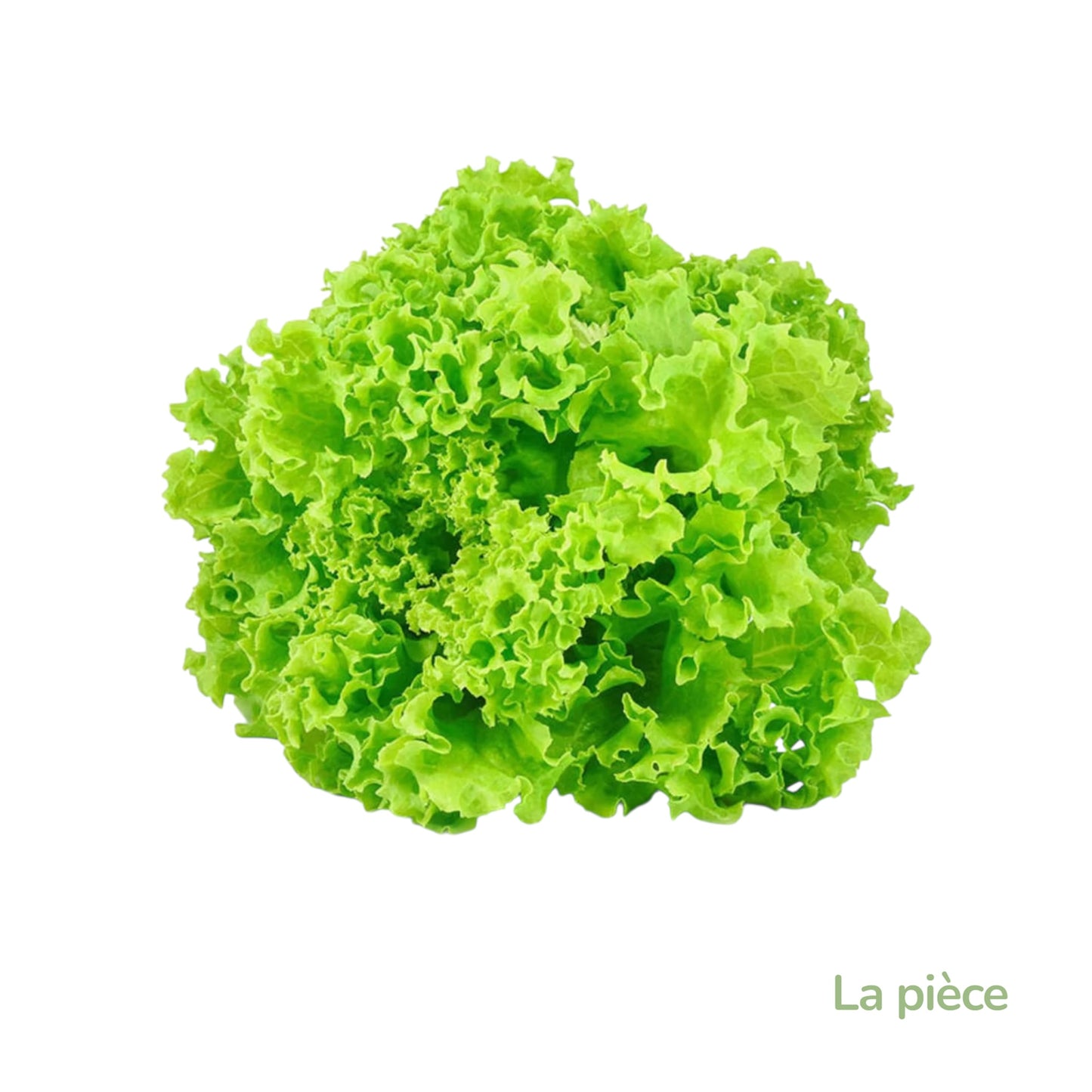 Salade Batavia -France