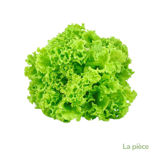 Salade Batavia -France