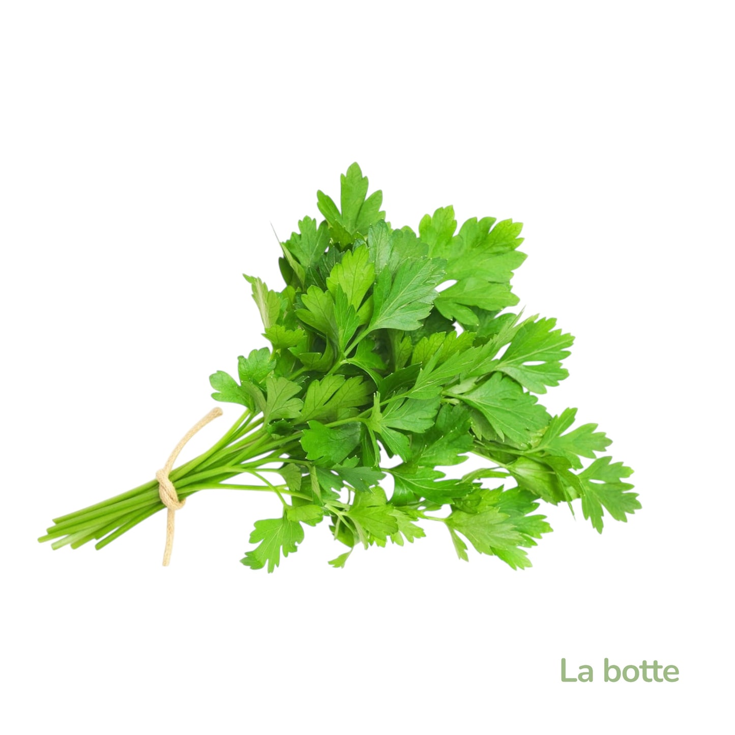 Persil plat la botte-France